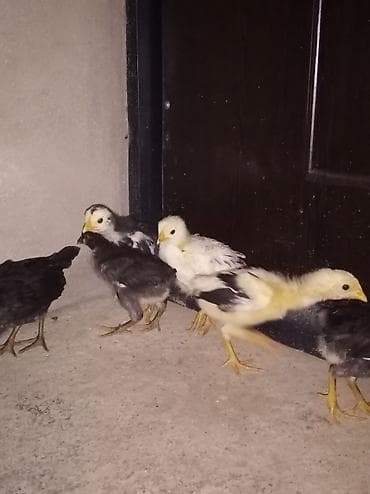 Toyuq cücələri, Damazlıq, Ünvandan götürmə