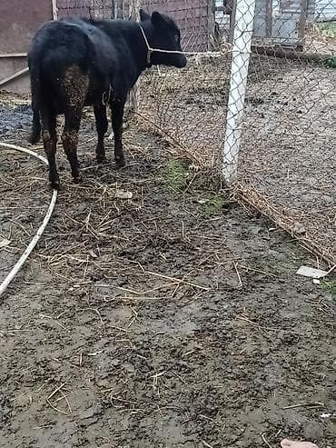 Keçilər, çəpişlər: 10 dansdi erkeydi riyalı alci vaçapa yazin vidyosun atim baxsin 1350 — 3