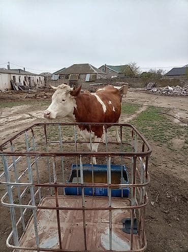 i̇nekler: Simental tipli qırmızı-ağ rəngdə inək. - Böyük cüssəli, sümük quruluşu — 5