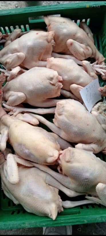 Ət: Öz həyətimizindi ona görə sərfəli qiymətə satılır Məhsul: Təmizlənmiş — 2