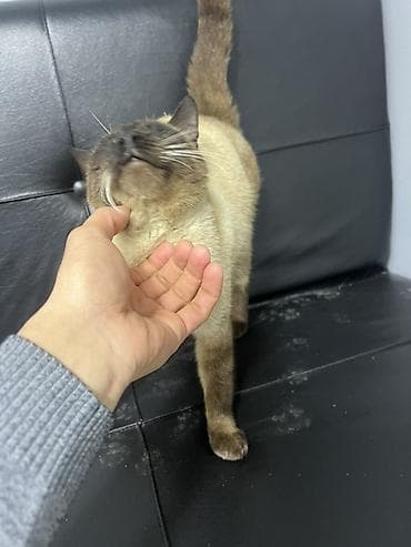 qara pisik sekilleri: Siam — 4