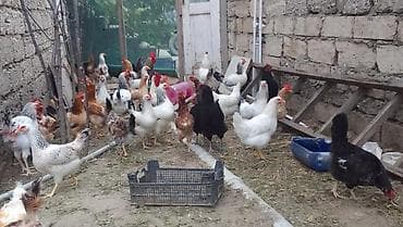 Müxtəlif rənglərdə və ölçülərdə olan toyuq sürüsü təklif olunur. Bu — 5