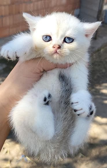 Птицы: Шиншилла — 10