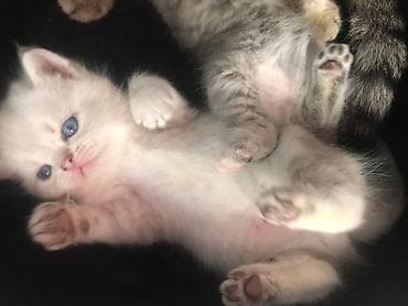 heyvan: Məhsul: Yavru pişik Təsvir: - Rəng: açıq krem/ağ tüklər, burnunda və — 5