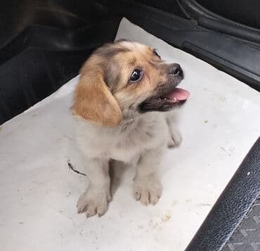 ördək balası: 3 ay, Erkek, Ödənişli çatdırılma — 3