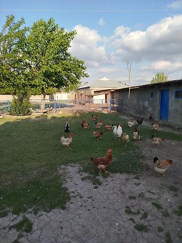 cuce ve xoruz: Kənd toyuqları satılır. 11 ədəddir, 10 fərə 1 xoruz, təbbi şəraitdə — 8
