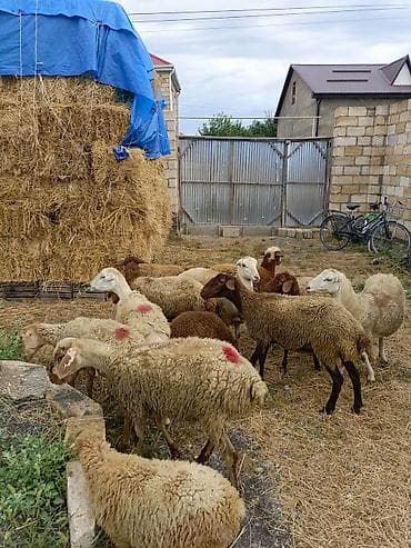 heyvan ve insan seksi: 1 rinci qarına qoyunlar satılır 12 başdı obşi 1 erkek toglu 2 ədədi — 5