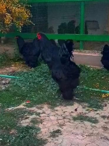 Şəkildə göstərilən qara bramaların 2 aylıq cücələri satılır lalafo.az -da Şəkildə göstərilən qara bramaların 2 aylıq cücələri satılır