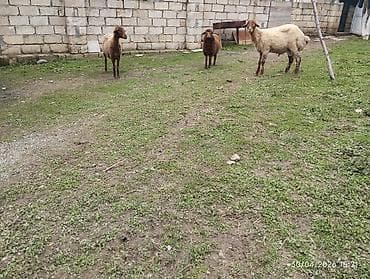 Qoyunlar – ana qoyunlar və quzular dəsti - Növ: Yerli ətlik/donluq