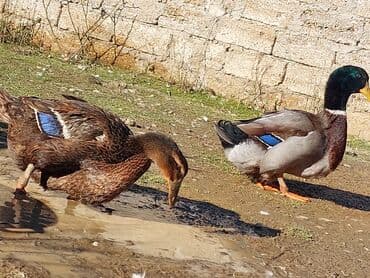 çöl ördəyi: Təmiz Orginal qan Ruan Ördəyi tam sağlam Aktiv Axır çəkili ördəylərdi — 3