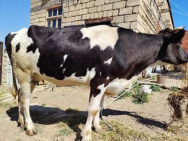 1ci qarna 6 aylig bogaz duye oz ineyimin balasdi anasi 1ci dogusa 25