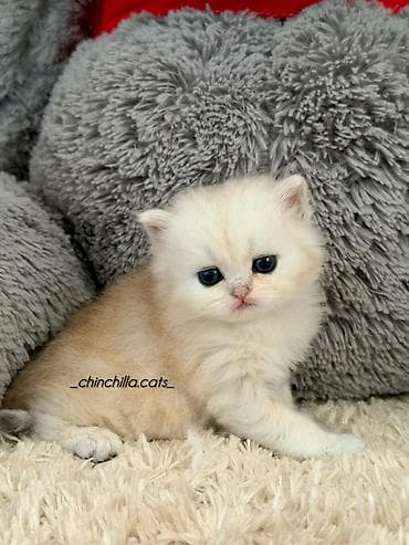 pişik şəkli: Britan, Erkək — 2