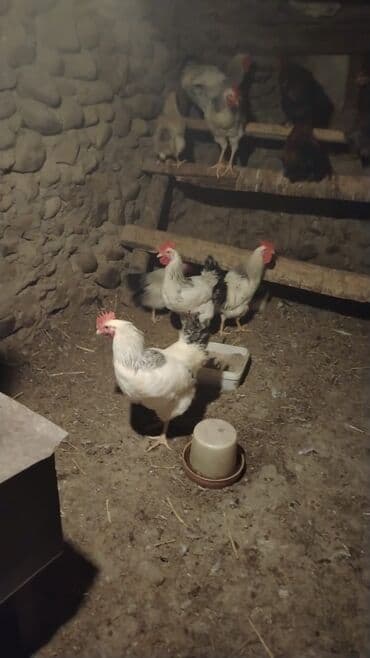 heyvanlarin satisi: Toyuq, Damazlıq — 1