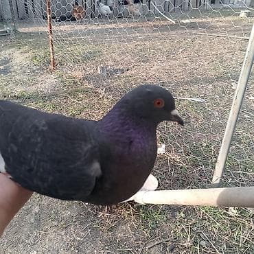 Tutuquşları: Qara-boz rəngdə ev göyərçinləri - Rəng: tünd boz/qara bədən — 1