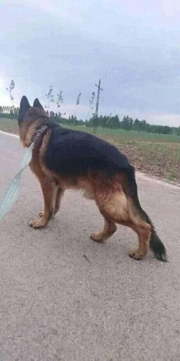 Gəmiricilər: Alman çoban iti, 1 ay, Erkek, Ödənişli çatdırılma — 4