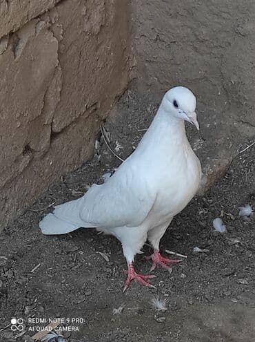 ucuz goyərcin: Qiymət birinə aiddir . quşlar haqqında ətraflı məlumat üçün whatcab — 3