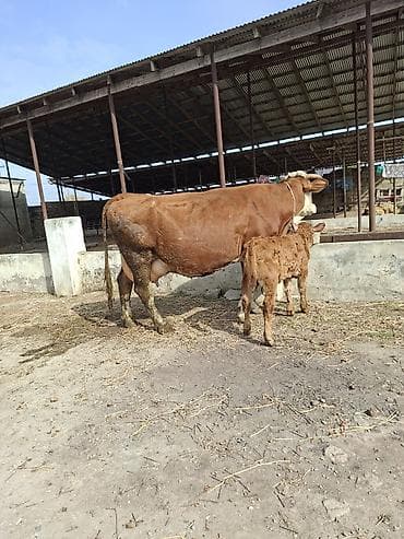 ucuz inek: 28 litir sud verir 3cu qarni dogdugu 22 gundu disi balasi var — 4