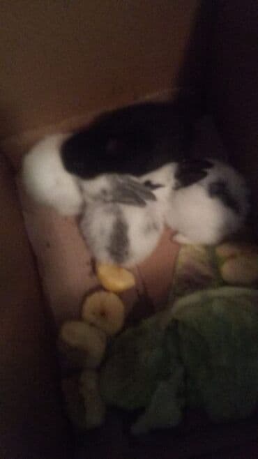 купить домик для кота: Çox şirin və canlı bir heyvandır. Bu balaca heyvanlar evdə — 6