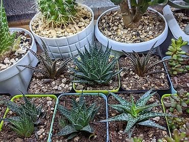 günəbaxan yağı qiyməti: Sukkulentlər. Sağlam və dözümlü bitkilərdi. Uzun müddət susuz qala — 4