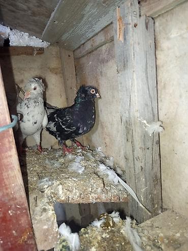 Собаки: Ev göyərçinləri – 2 ədəd - Növ: yerli ev göyərçini - Rənglər: biri — 2