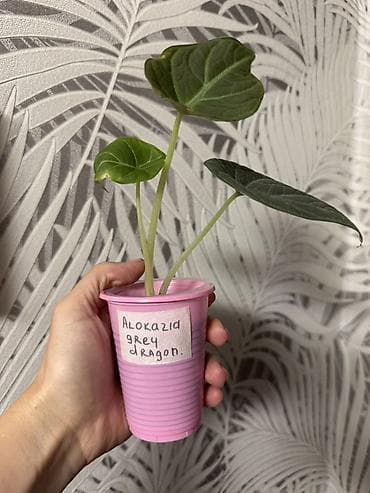 Çöl bitkiləri: Bitki: Alokaziya Grey Dragon (Alocasia ‘Grey Dragon’) Təsvir: - Nadir — 2