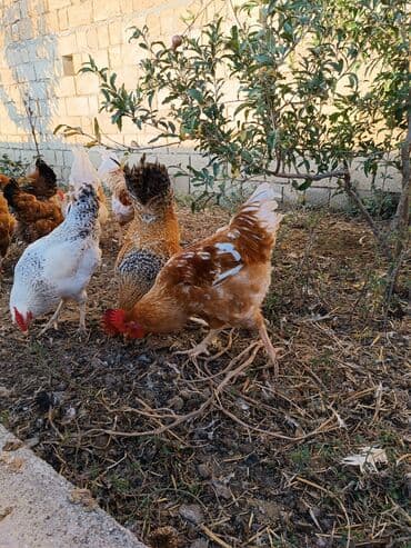 ordek yumurtası: Toyuq, Yumurtalıq — 5