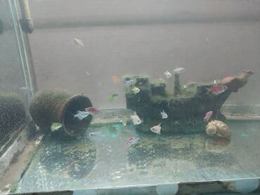 pitbull bala: 4 manat biri — 2