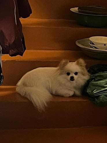 avcarka satisi: Şpitz, 1 il — 2