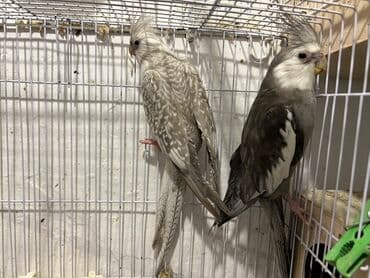 anqut quşu: Tam saglam 1.5 cut Yanaqsiz korellar bala veribler,,balalar 50 azn,dum — 1