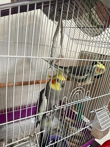Собаки: Nimfa (Cockatiel) cütü və qəfəs dəsti Hazir cutdu korella,yuvasi — 1