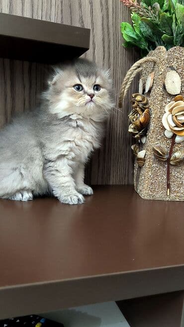 şinşıla: Tam sağlam uzun tüklü sinşilla bala. böyüdükcə tük örtüyü daha gözəl — 4