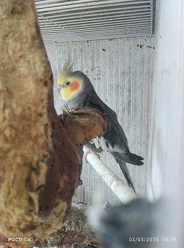 tutuquşlar: Elaqe watsapla Növ: Nimfa tutuquşusu (Cockatiel) Rəng mutasiyaları: - — 2