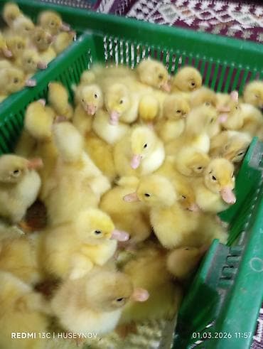 heyvan derisi: 15 günlük süper lider cucesi vaxsinadiyalari verilib Saba lasota — 7