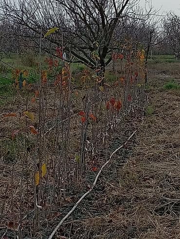 bitki guli: Giləmeyvə və meyvə bağları üçün ixtisaslaşdırılmış tinglər - Məzmun — 3