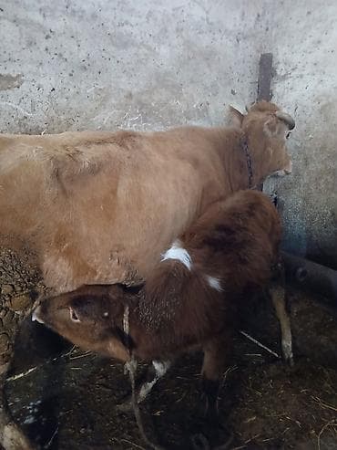 Smental Erkey balasi Var MasAllah Gune seher axsam 4 5 ltr sud verir