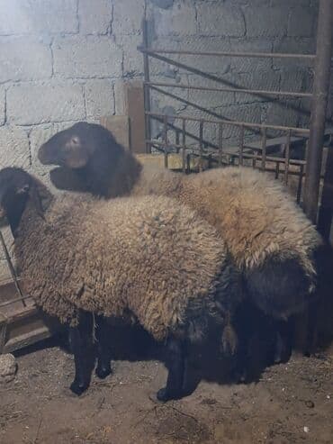 qurbanlıq qoyun: Dişi, Qala, il: 1, 60 kq, Damazlıq, Ünvandan götürmə — 2