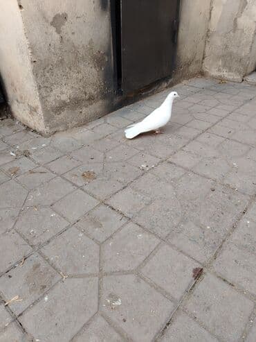 Dəniz mehsulu — 4