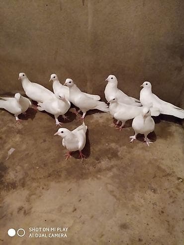 amadin quşu: Ünvan Maştağa. Ağ — 3