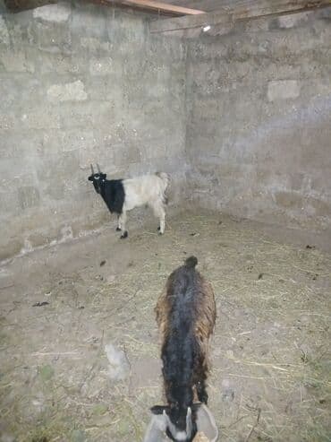 выведение новых пород животных: Другие животные — 2