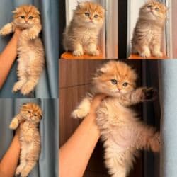 pişik tualet: Qızıl şinşilla — 4