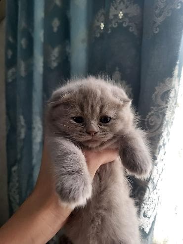 heyvanlar: Britan (Scottish Fold tipli) və ekzoik (Persian/Exotic type) balaca — 2