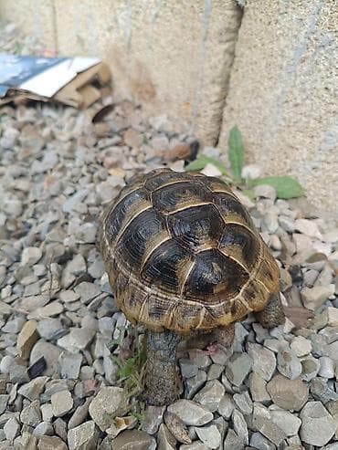 lama: UMUMI QIYMETDIR!!! Araliq deniz Tisbagalari 🇦🇿 Azərbaycan dili: 🐢 4 — 7