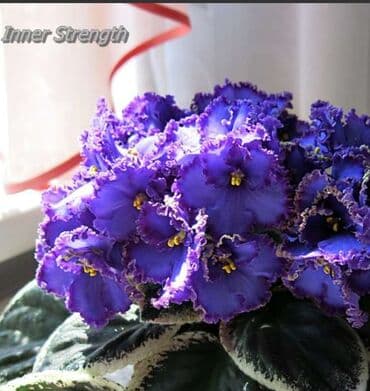 gül şəkilləri profil üçün: 5 — 5