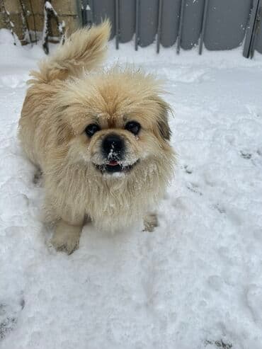 вольер для кота: Пекинес, 7 лет, Самец, Для вязки — 2