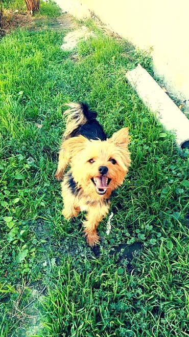 Птицы: Йоркширский терьер, 5 лет, С родословной, Самовывоз — 1