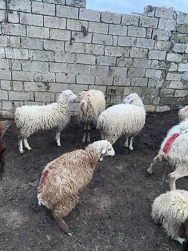 ördək balası: Ekiz balali qoyun 2 ci qarina yaninda 2 dene 18 kiloyluq dişi quzulari — 1