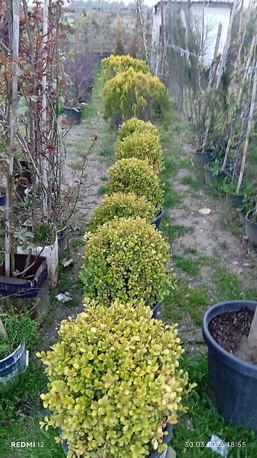 Buxus (şimşir) dekorativ kollar – qablarda əkilmiş, sıx yarpaqlı, top