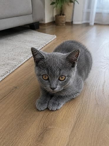 russian blue: Britan — 3