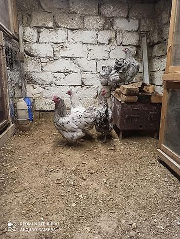 xoruz gence: Xoruz, il: 1, Ödənişli çatdırılma — 5