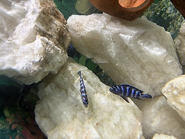 afcarka dişi: Cixlid balığı — 1